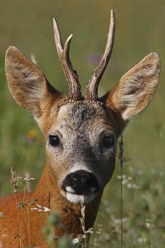 BICHE CERF DAIM CHEVREUIL