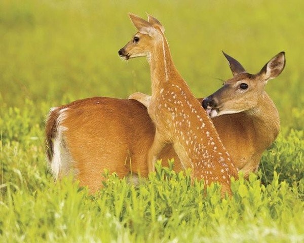 Biche Et Son Petit