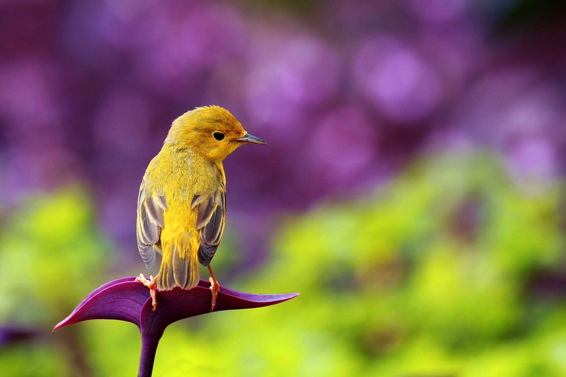 le petit oiseau musique