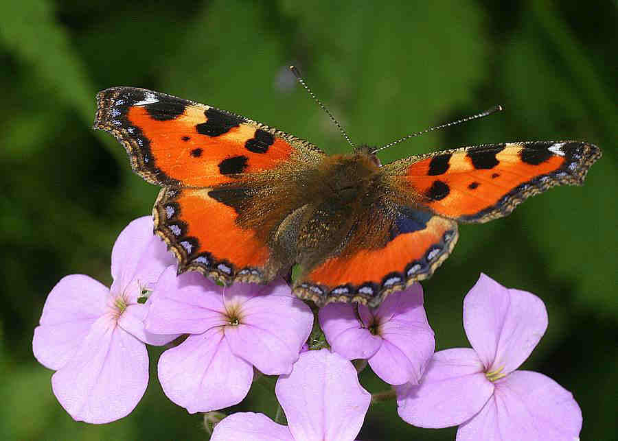 PAPILLON